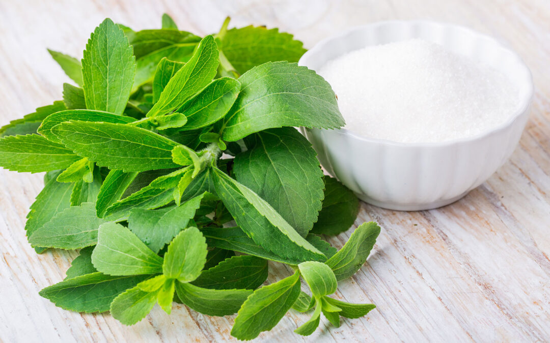 Stevia rebaudiana neboli Stévie sladká.